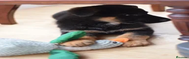 German Shepherd Puppy 4