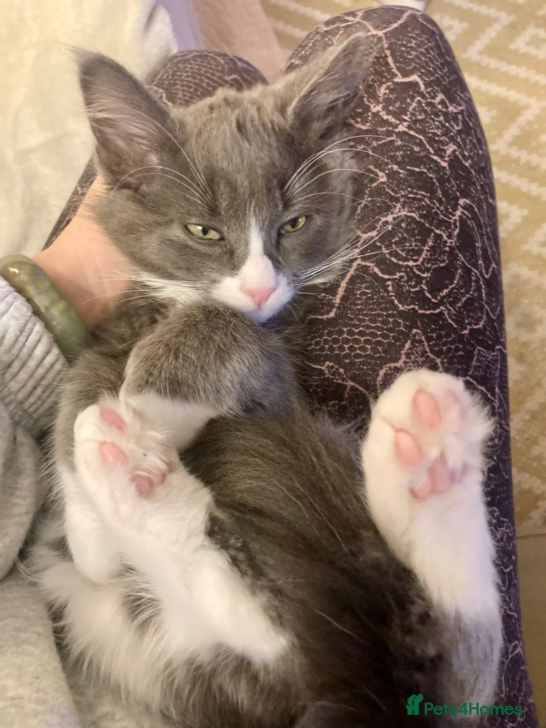 Maine Coon cats for sale: Rag Coon Kittens - Advert 4