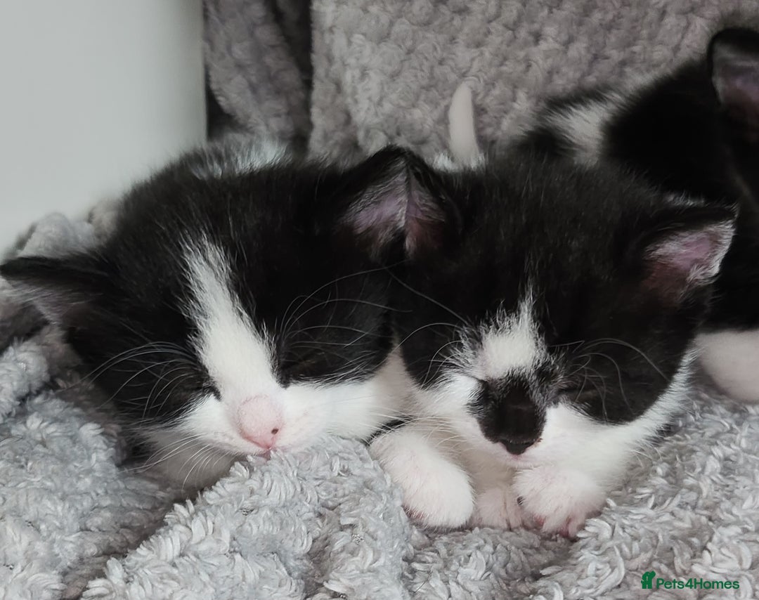British Shorthair cats for sale: Beautiful black and white kittens - Image 15