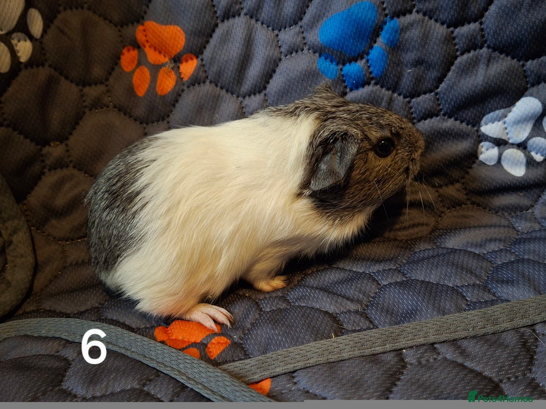 Guinea Pig rodents for sale: Beautiful Baby guinea pigs looking for new home - Advert 6