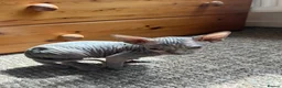 Sphynx cats for sale: 5 Canadian Sphynx kittens for sale - Advert 10