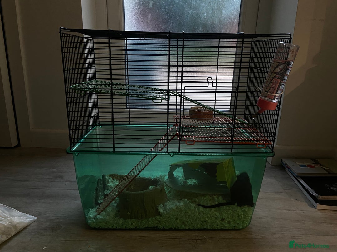Gerbil rodents for sale: Female Gerbil for rehoming - Image 5
