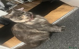 Russian Blue cats for sale: Russian blue mix  - Image 10