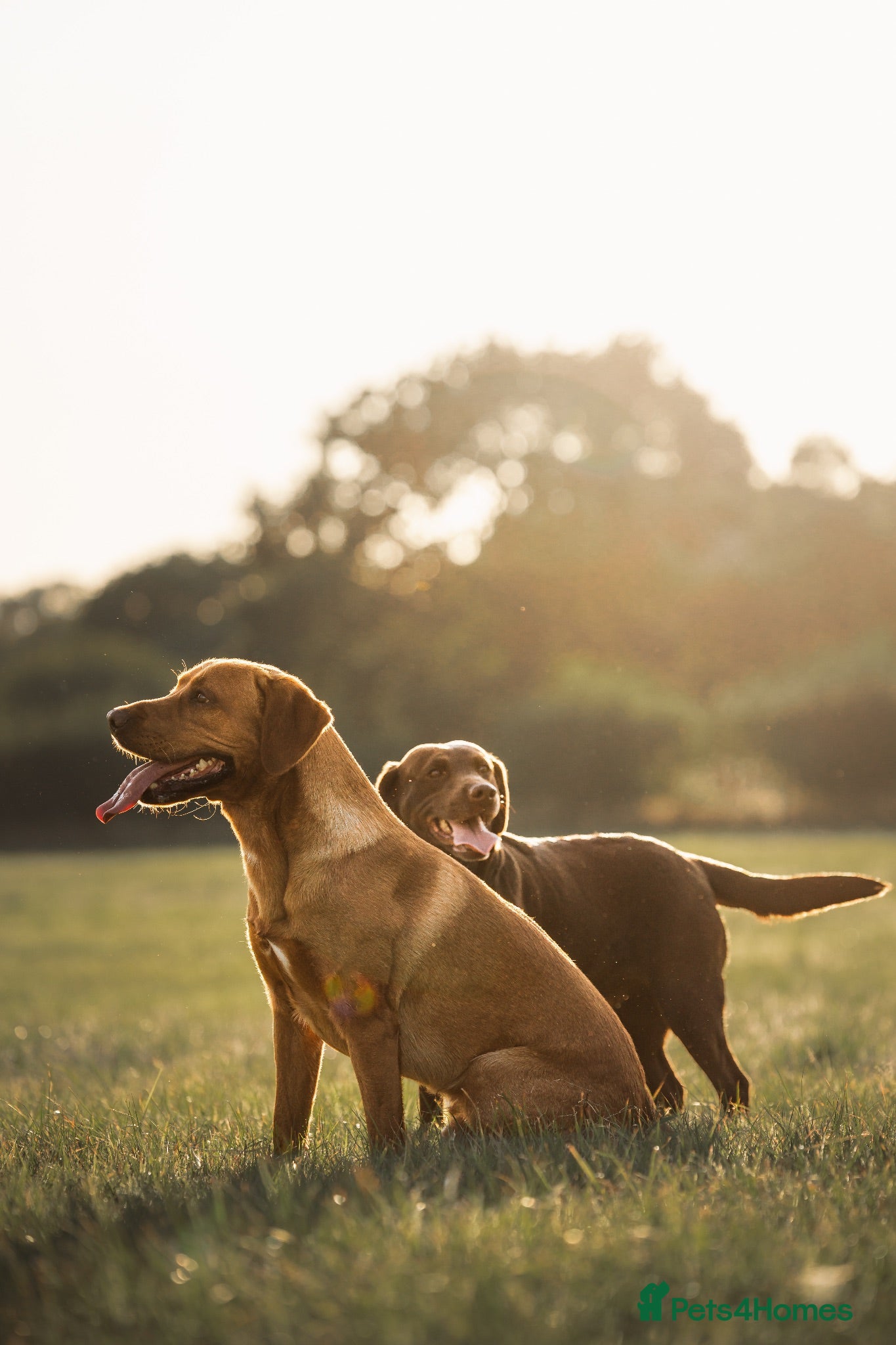 Labrador Retriever dogs Labrador Puppies coming soon!! - Advert 2