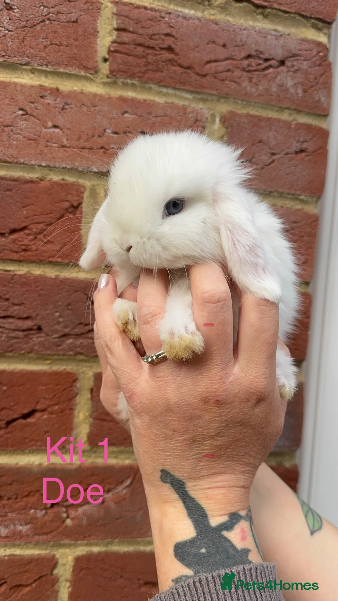 Mini Lop rabbits for sale: Purebred Mini Lops - Advert 1