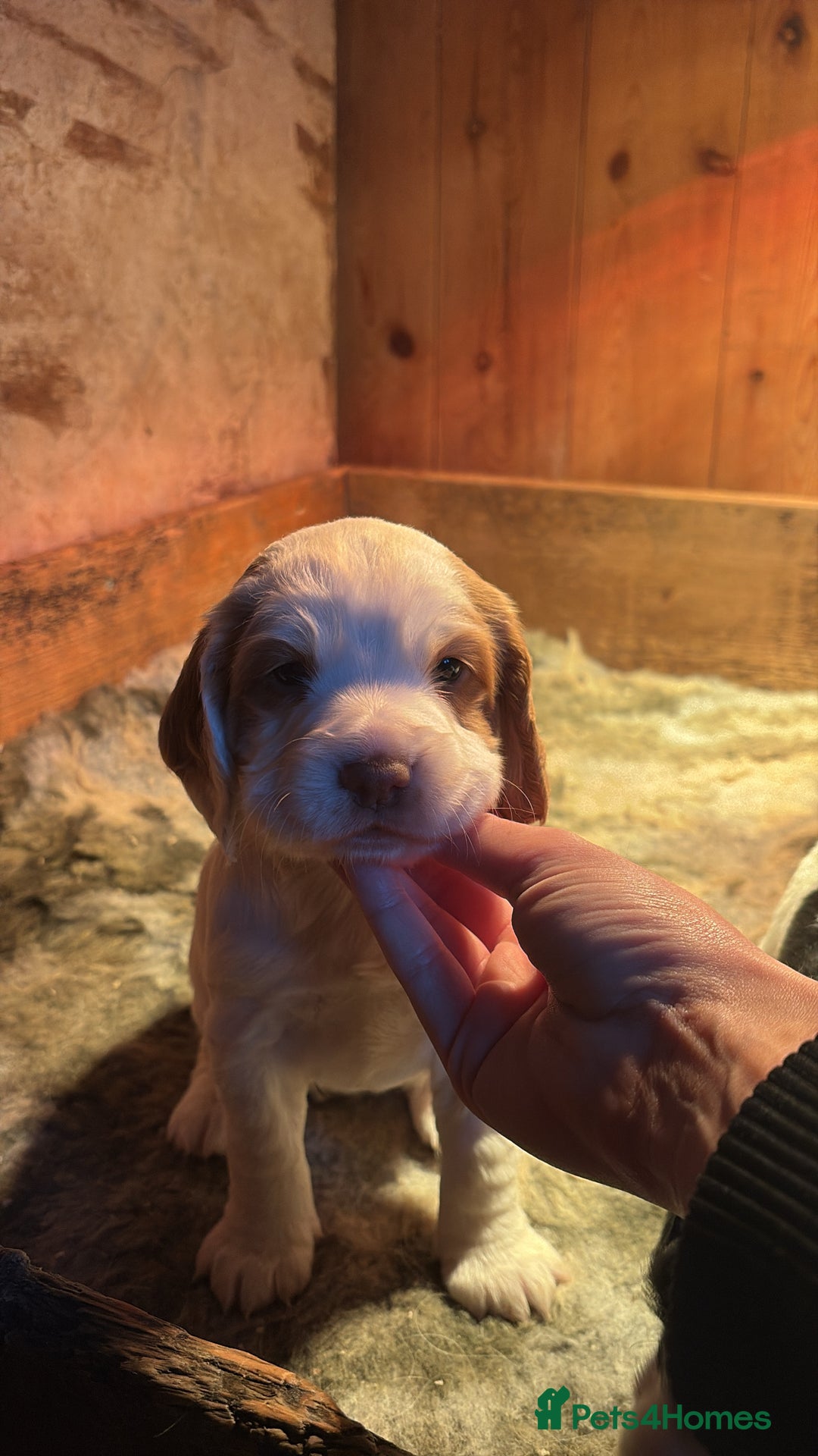 Sprocker dogs for sale: Beautiful working cocker spaniel pups FB1 - Advert 16