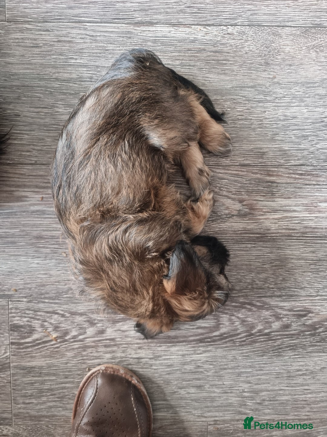 Shih Tzu dogs for sale: Shihtzu pupies. - Advert 9