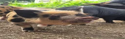 Pig livestock for sale: Stunning kune kune friendly little mixed piglets - Advert 6