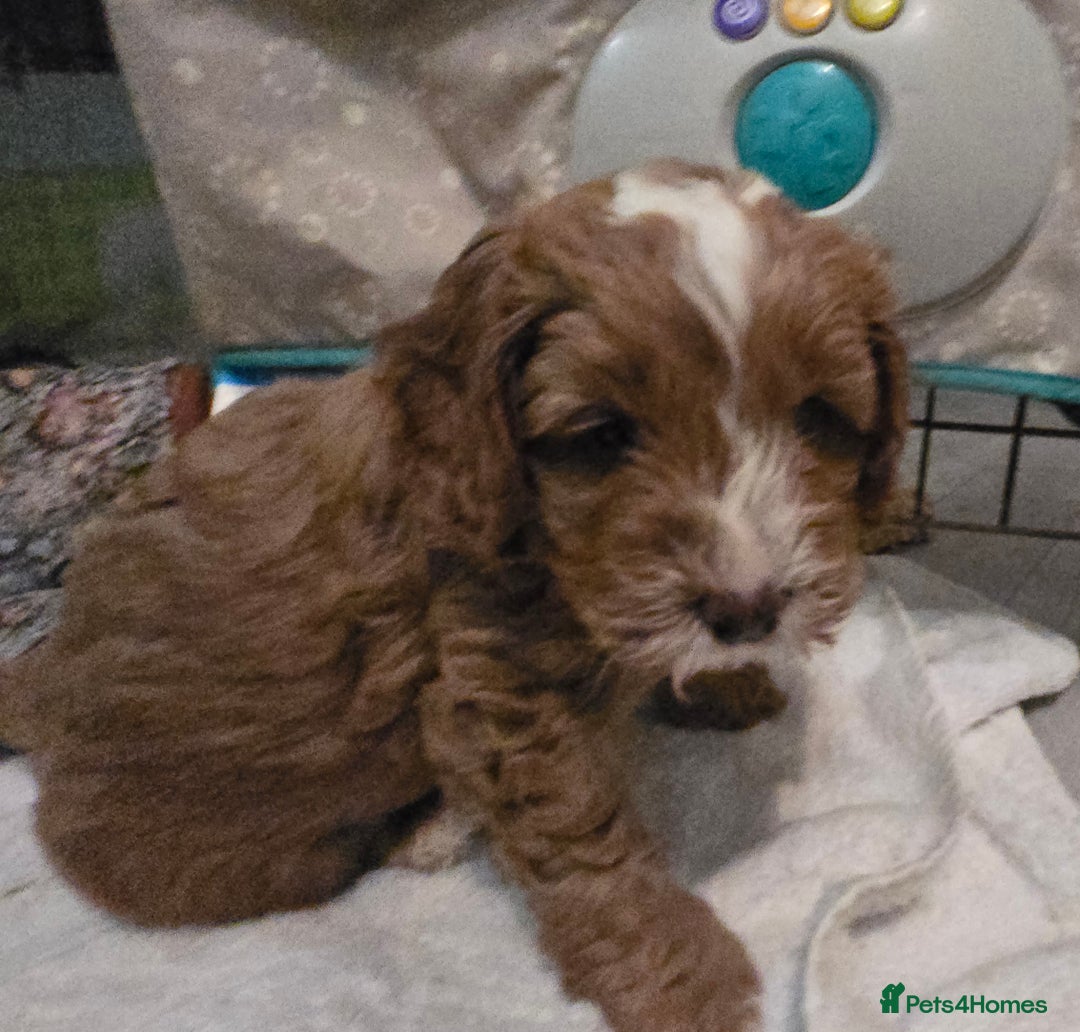 Cavapoo dogs for sale: Teddy bear cavapoo  - Advert 4