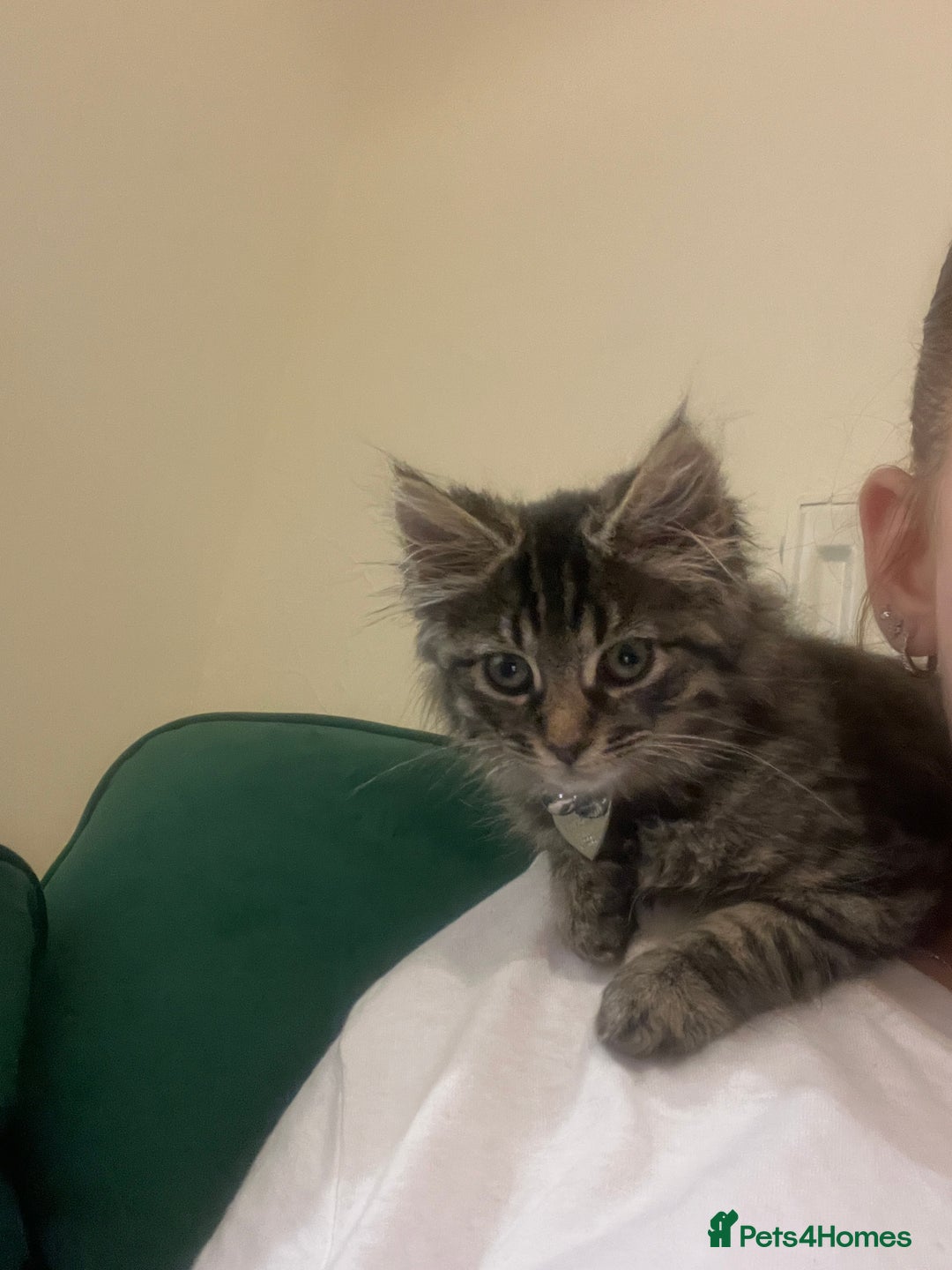 Mixed Breed cats for sale: Gorgeous fluffy girl  - Image 4