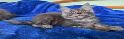Maine Coon cats for sale: GCCF – Maine Coon kittens - Advert 15