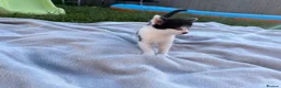 Mixed Breed cats for sale: Special b&w female kitten available  - Advert 4