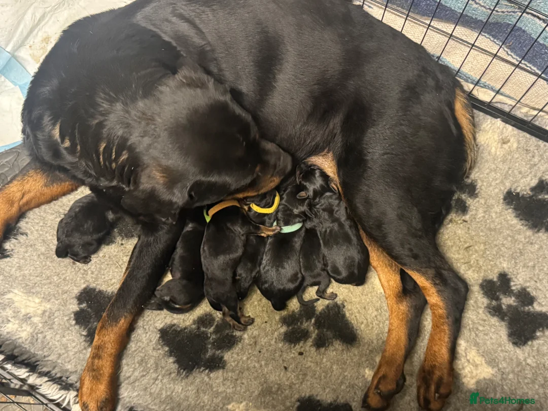 Rottweiler dogs for sale: Rottweiler boy puppy  in Hailsham - Advert 7