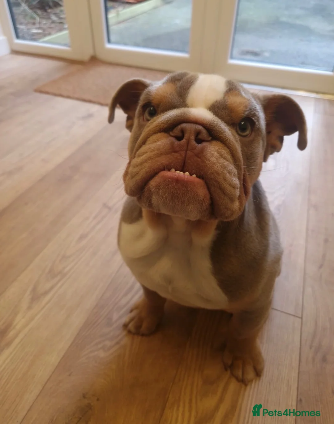 English Bulldog dogs for sale: 💙OUR BEAUTIFUL BOY LOOKING FOR A FOREVER HOME 💙 - Advert 2