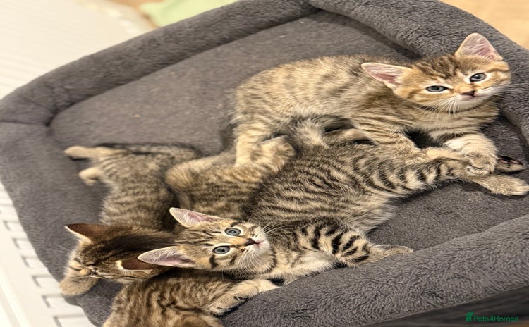 Mixed Breed cats - Advert 3