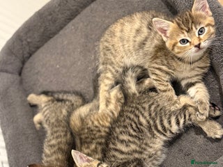 Mixed Breed cats - Advert 35