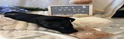 Labrador Retriever dogs for sale: Gorgeous Black Labrador Puppies  - Advert 23
