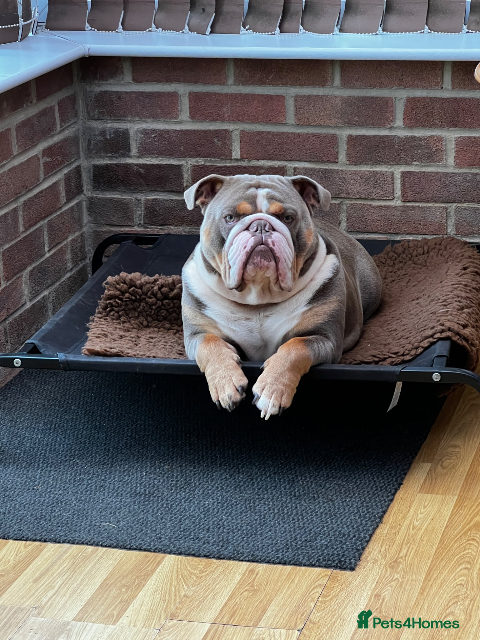 English Bulldog dogs British Bulldog For Sale - Advert 1