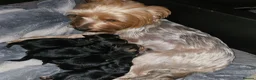 Mixed Breed dogs for sale: 4 gorgeous yorkshire terrier x mini yorkie pups - Advert 24