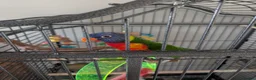 Lorikeets birds for sale: Rainbow lorikeet  - Advert 3