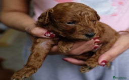 Toy Poodle dogs for sale: Gorgeous KC registered Red Toy Poodle pups - Image 15