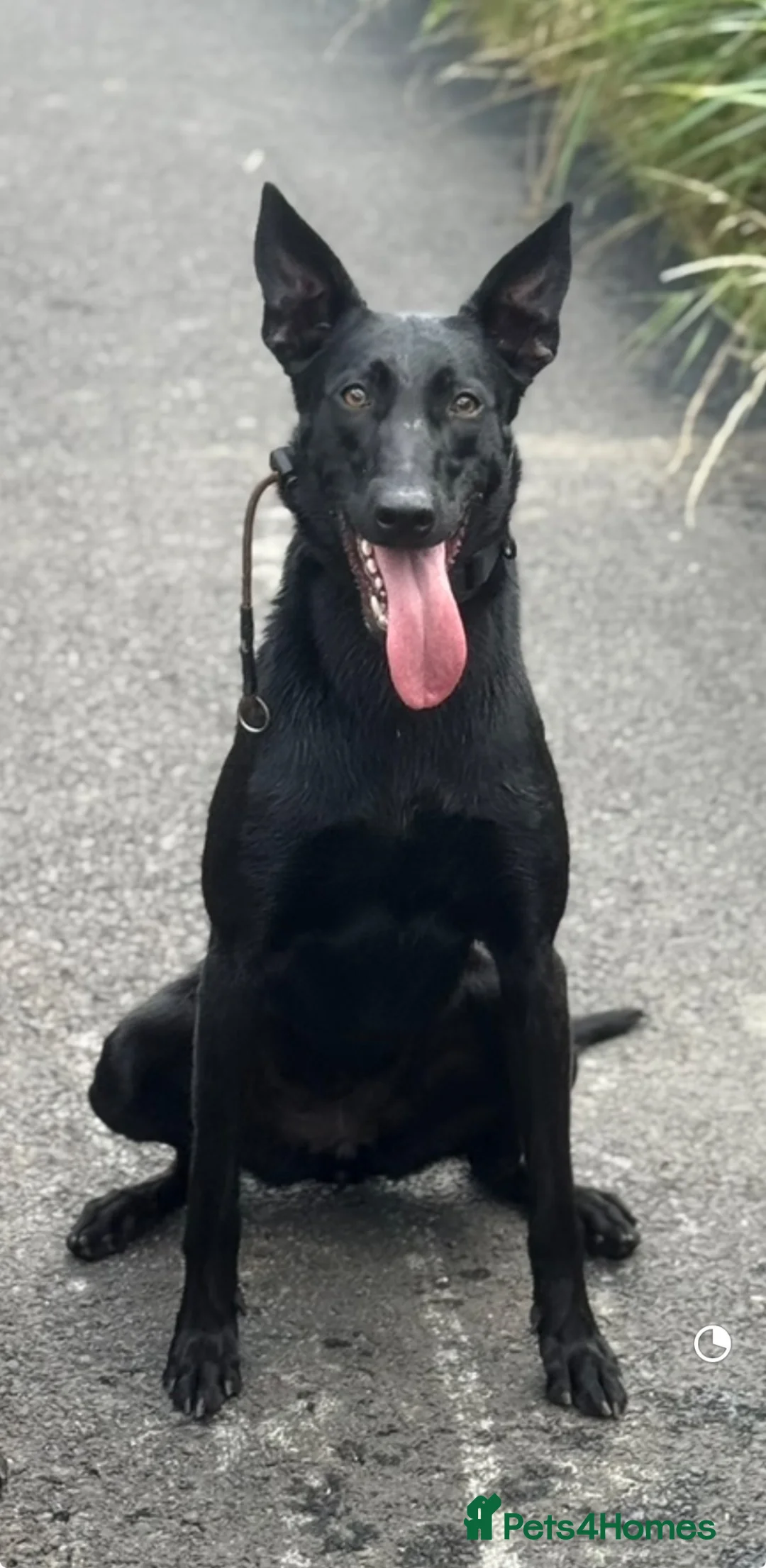 Belgian Shepherd Dog dogs for sale: Dutch Herder Puppies - Ready to Leave On Halloween - Advert 1