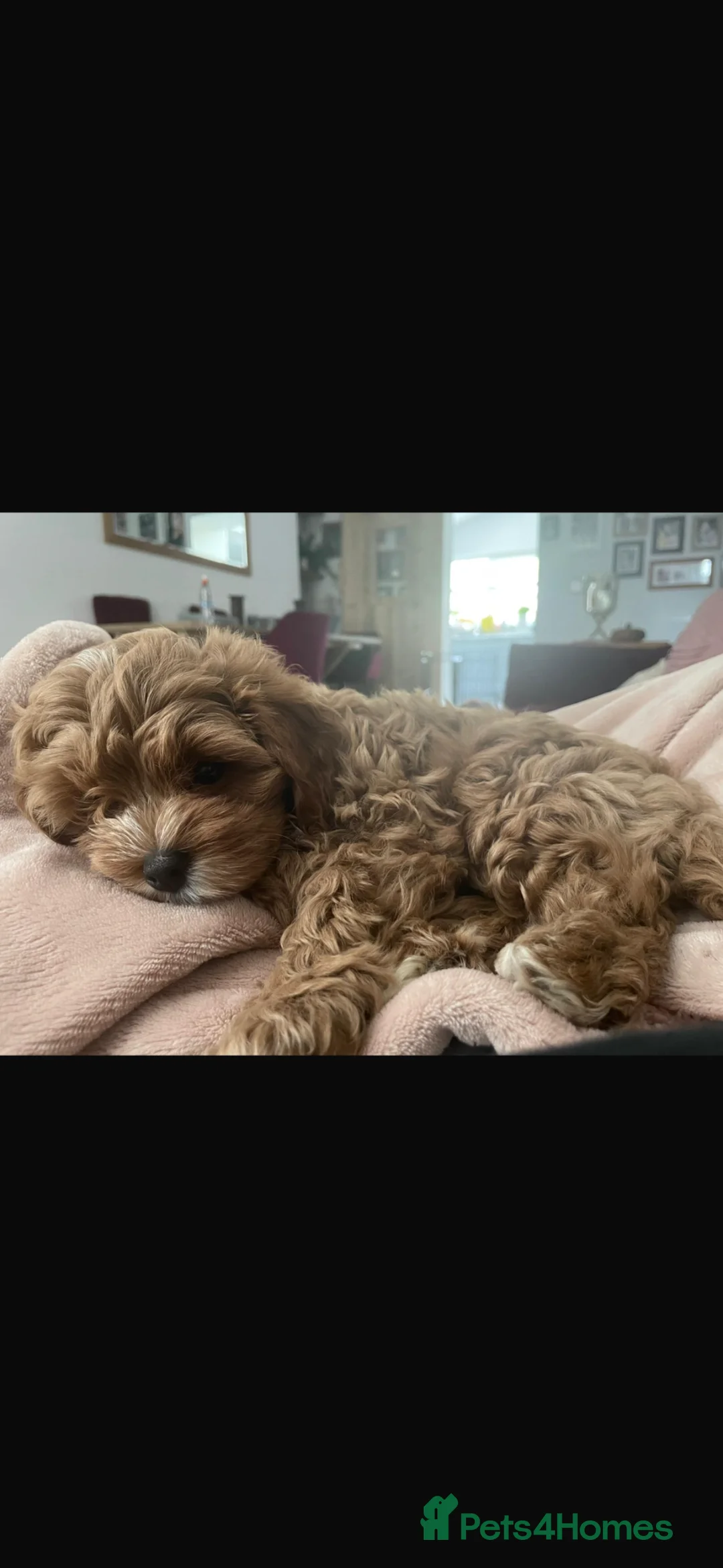 Cavapoo dogs for sale: One beautiful boy and girl cava poo for sale in Llanelli - Advert 1