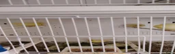 Canaries birds for sale: Harz rollers canaries,  in Boston - Advert 2