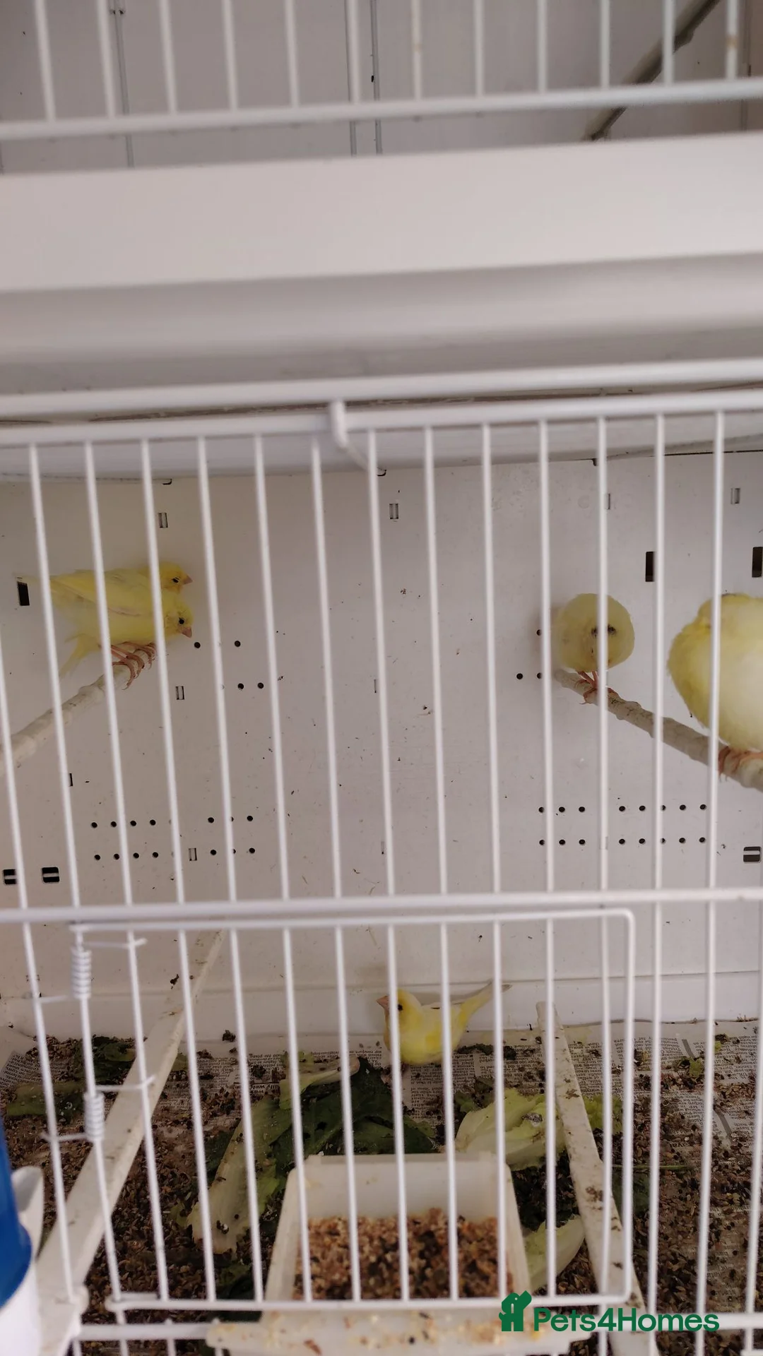 Canaries birds for sale: Harz rollers canaries,  in Boston - Advert 2