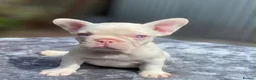 French Bulldog dogs for sale: French bulldog puppy girl  in Waltham Cross - Advert 2