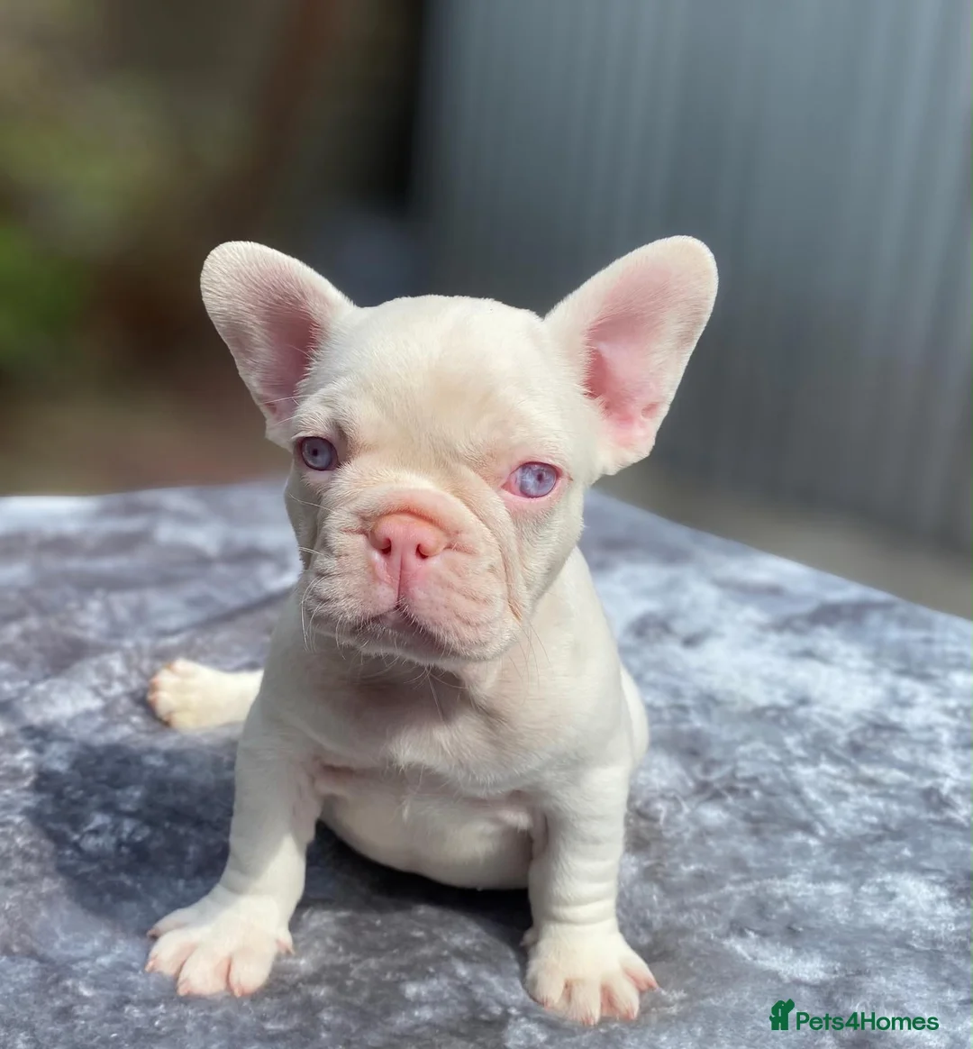 French Bulldog dogs for sale: French bulldog puppy girl  in Waltham Cross - Advert 2