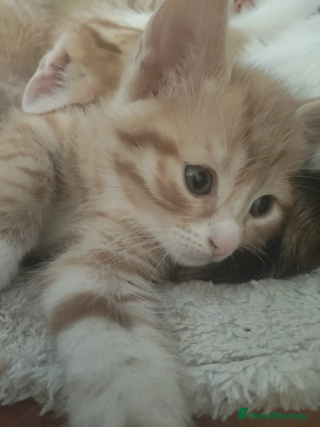 Mixed Breed cats for sale: Litter of 4 kittens  - Advert 2