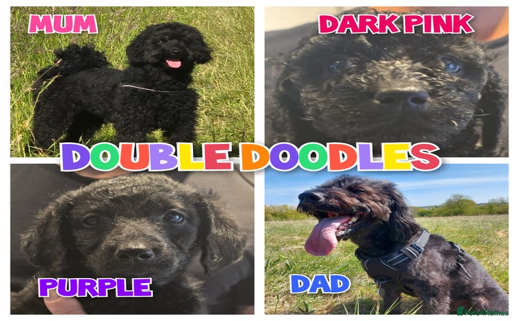 Double Doodle dogs - Advert 2