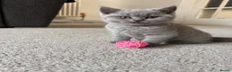 British Shorthair cats for sale: Summer’s Over, But Our Flowers Are Blooming 🌸 - Advert 23