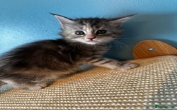 Maine Coon cats for sale: GCCF Maine coon kittens  - Image 9