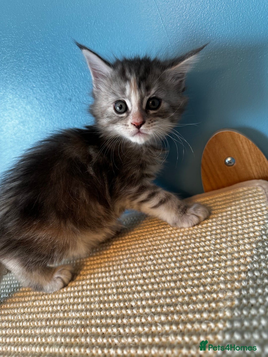 Maine Coon cats for sale: GCCF Maine coon kittens  - Image 9