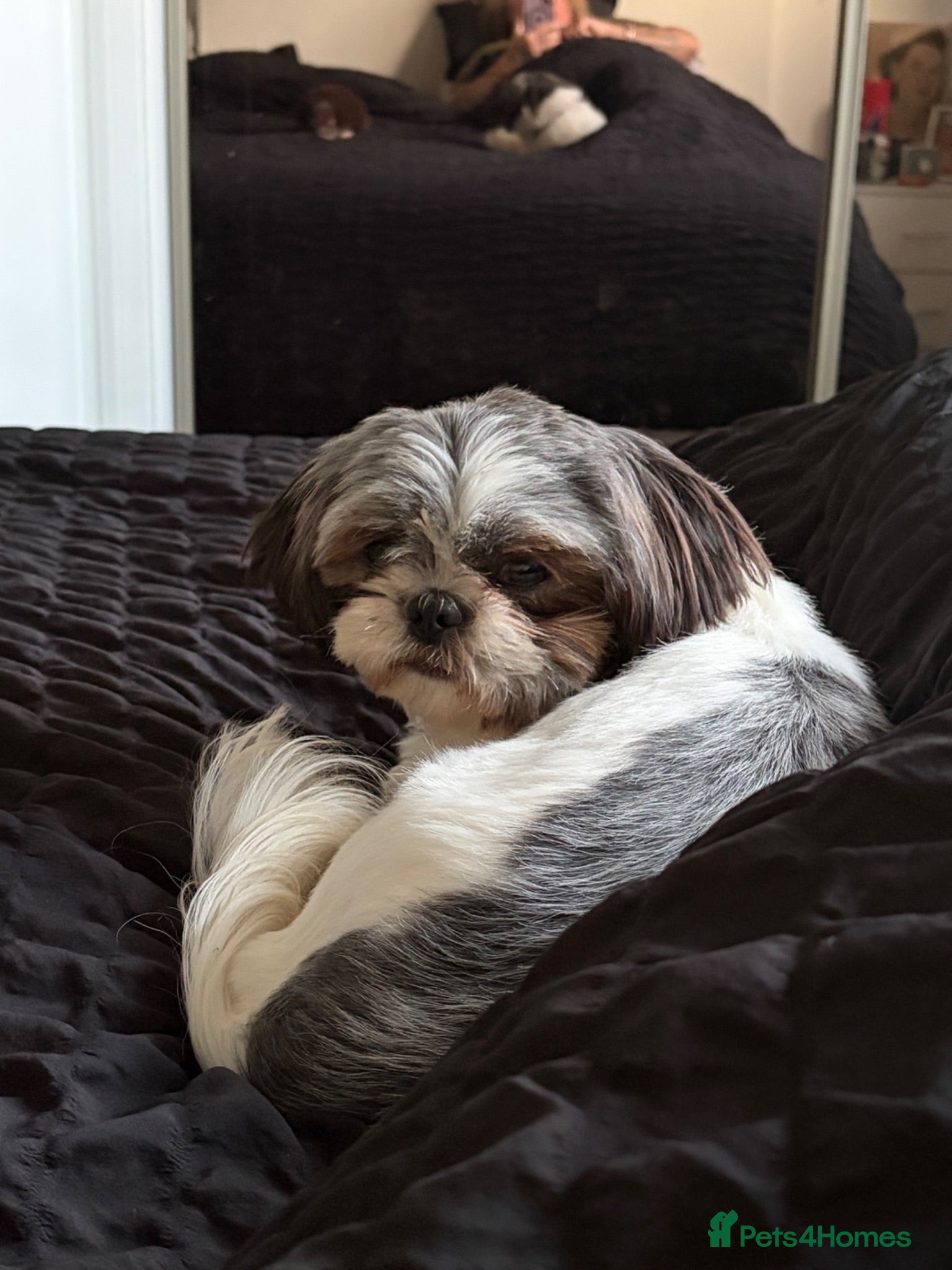 Shih Tzu dogs Kc reg shihtzu bitch  - Advert 17