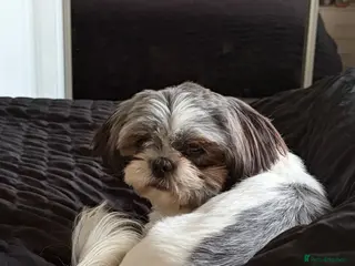 Shih Tzu dogs Kc reg shihtzu bitch - Advert 17