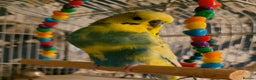 Budgerigars birds for sale: Exhibition baby budgies 1-2 weeks of age. - Advert 2