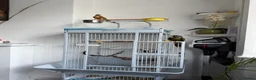 Conures birds for sale: PINEAPPLE CONURE AND GREEN CHEEK CONURE  in Oxford - Advert 2
