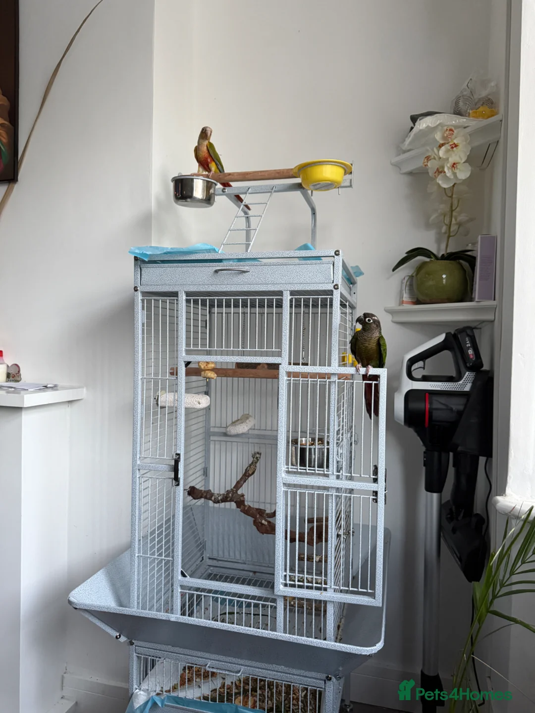 Conures birds for sale: PINEAPPLE CONURE AND GREEN CHEEK CONURE  in Oxford - Advert 2
