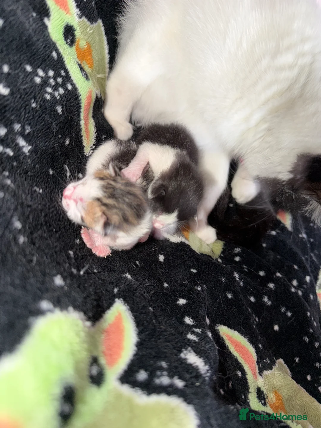 Mixed Breed cats for sale: 2 little kittens looking for a loving home forlife - Advert 2