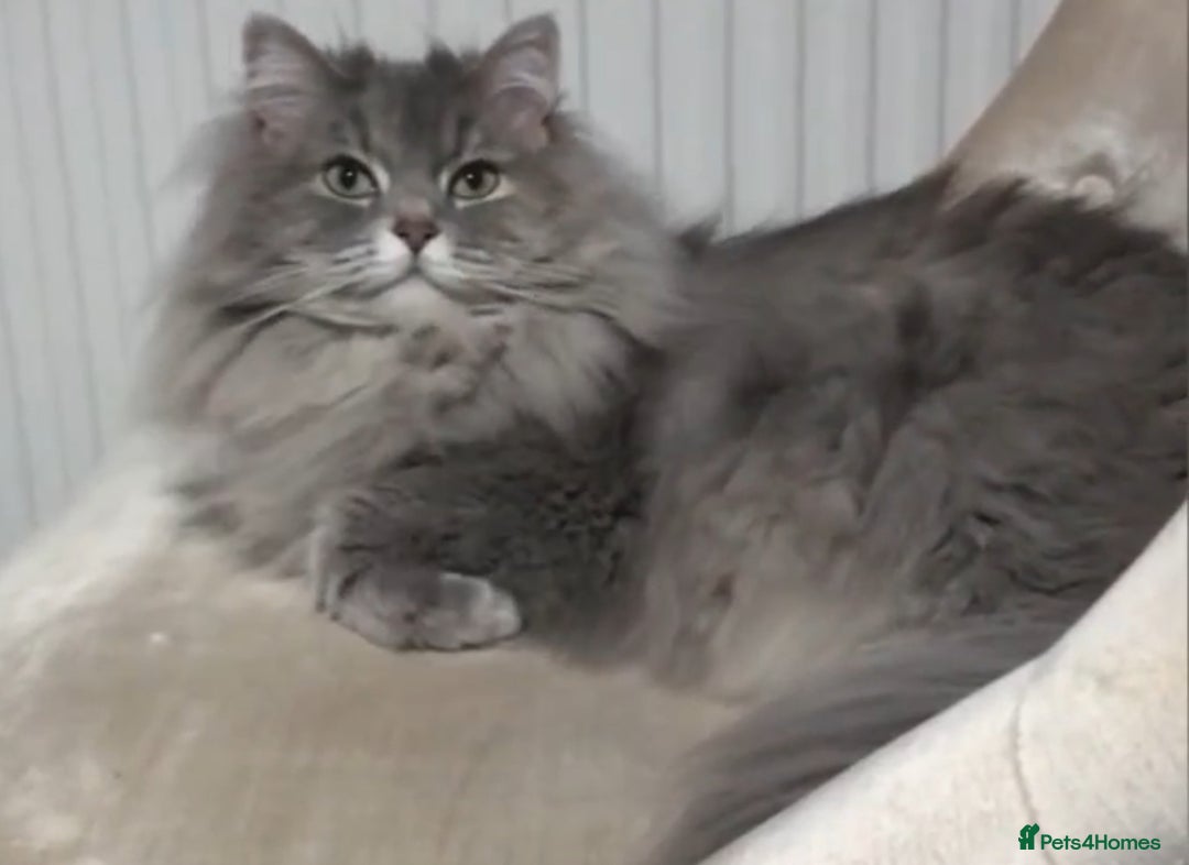Mixed Breed cats for sale: Stunning Persian/Ragdoll Cat - Advert 2