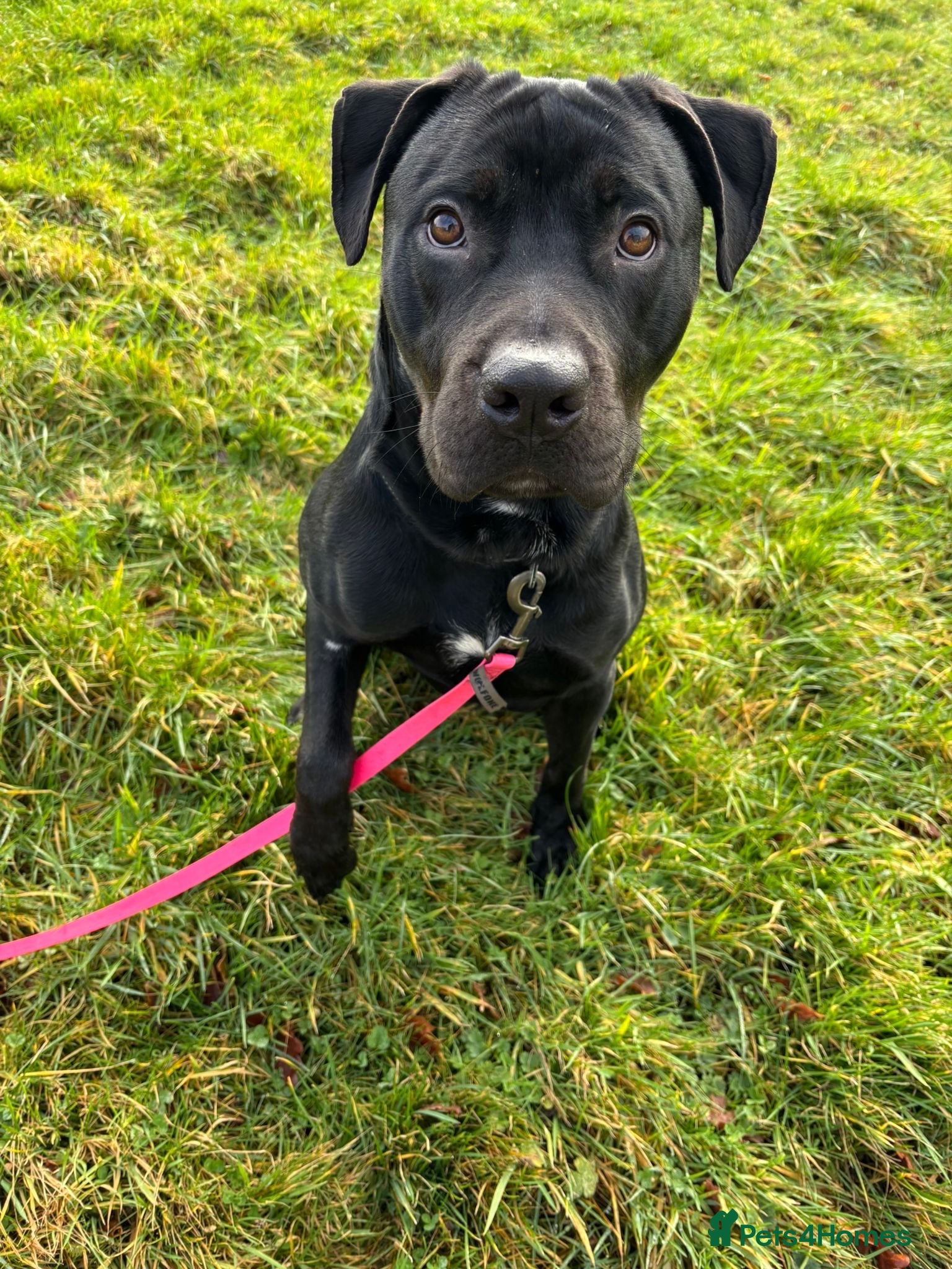 Mixed Breed dogs Buddy - A big softy with huge potential ❤️ - Advert 1