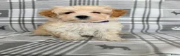Maltipoo dogs for sale:  BEAUTIFUL LICENSED-BRED MALTIPOOS READY SOON 💖 - Advert 3