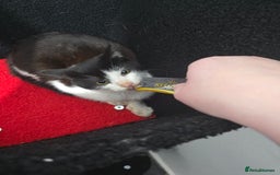 Mixed Breed cats for sale: 2 male kittens £40 for both  - Advert 6