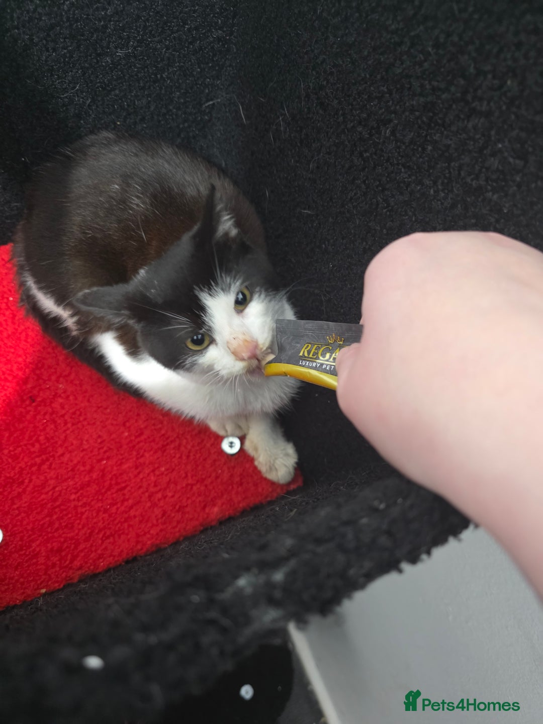 Mixed Breed cats for sale: 2 male kittens £40 for both  - Advert 6