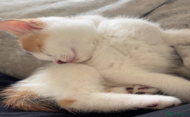 Ragdoll cats in Uckfield - Advert 6