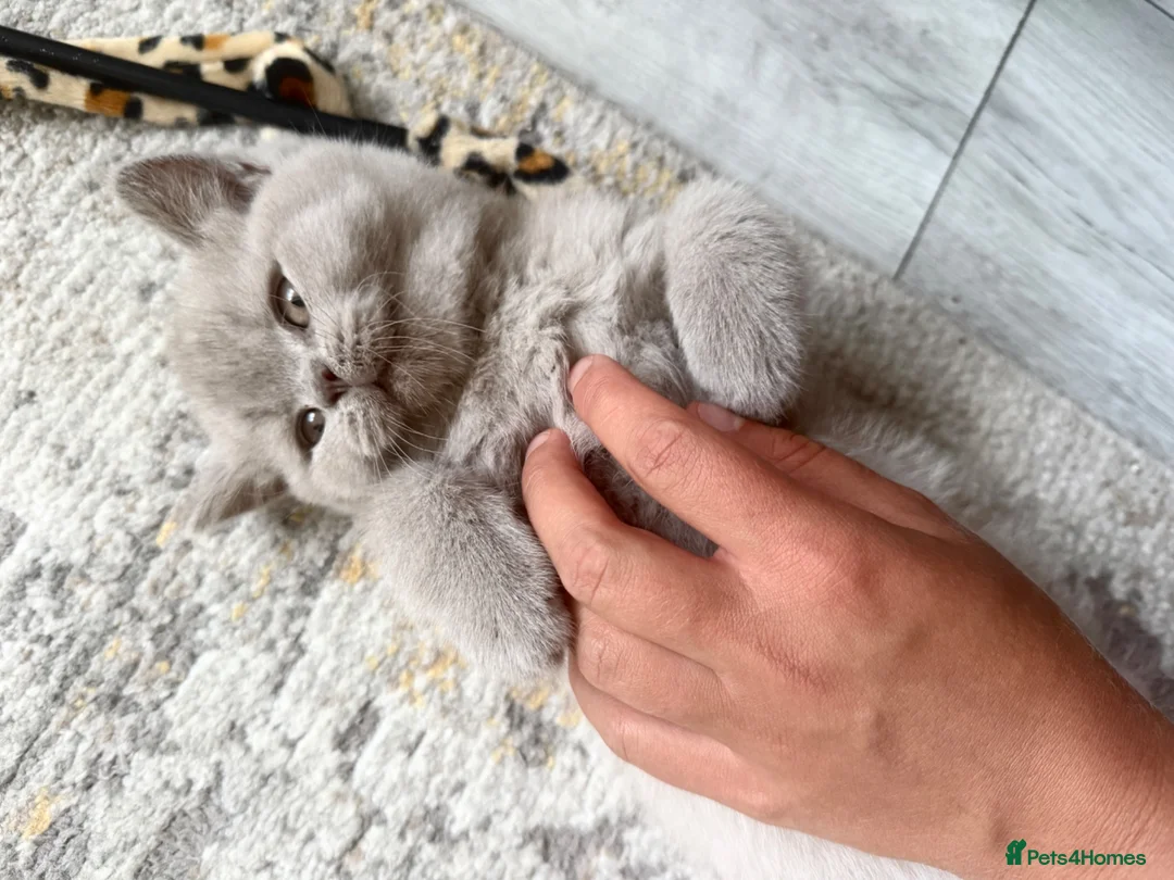 British Shorthair cats for sale: Lilac British shorthair GCCF registered male - Advert 1