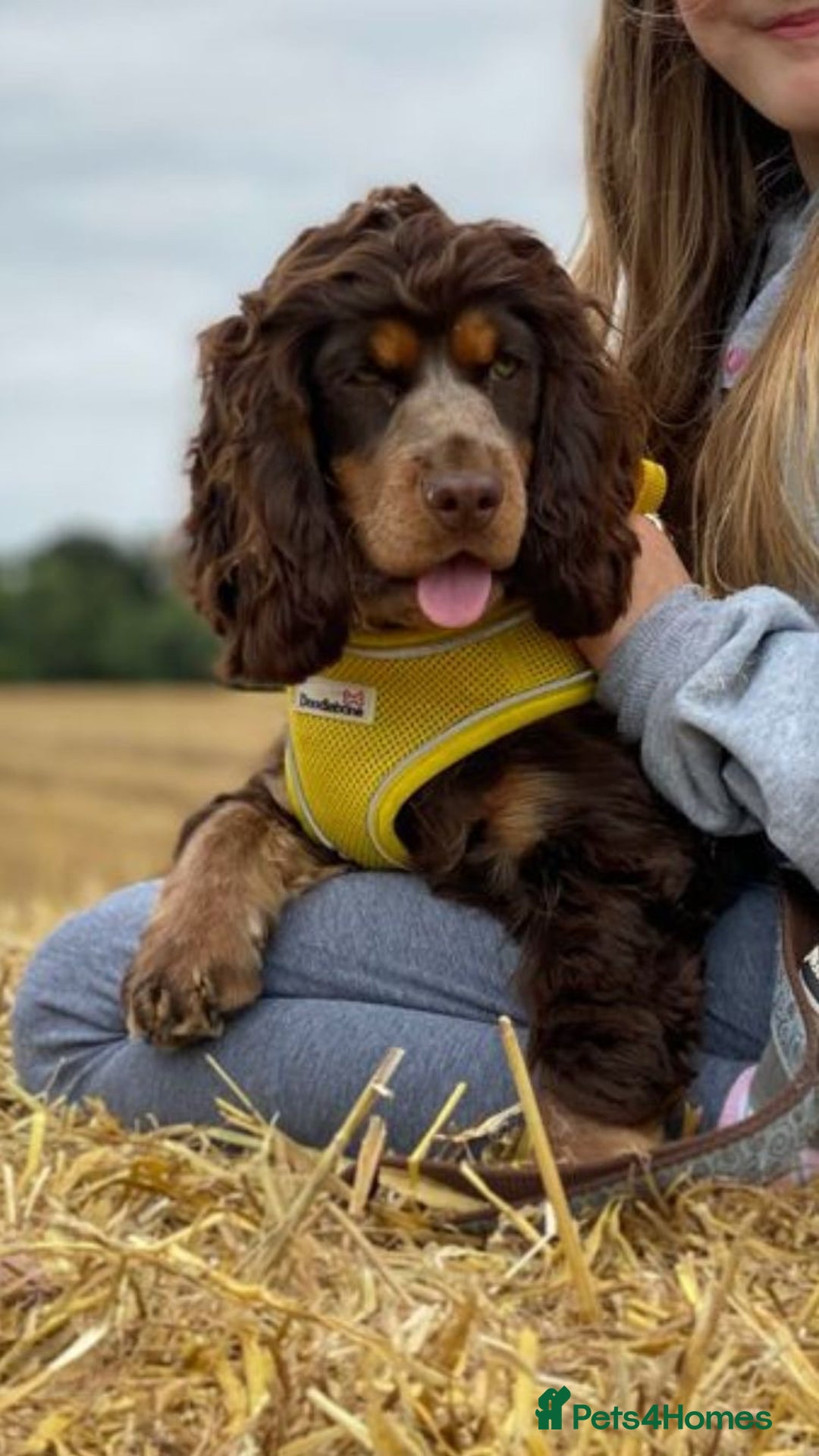 Cocker Spaniel dogs for stud: Show Cocker At Stud Highly Health Tested in Sandbach - Image 19